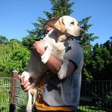 Labrador retriever Maggie (død 2013)