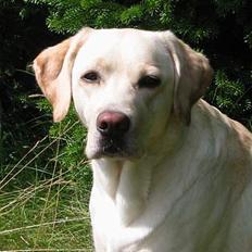 Labrador retriever Maggie (død 2013)