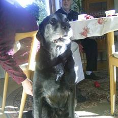 Labrador retriever buller *Død