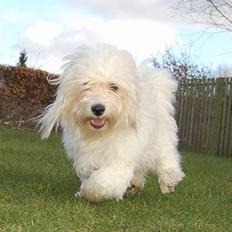 Coton de tulear Rosa