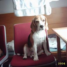 Beagle Gunhild