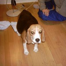 Beagle Gunhild