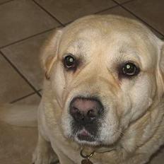 Labrador retriever Zack