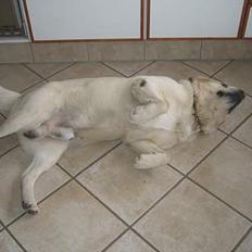 Labrador retriever Zack