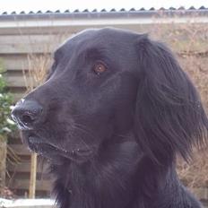 Flat coated retriever Baloo