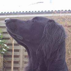 Flat coated retriever Baloo