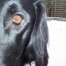 Flat coated retriever Baloo