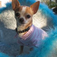 Chihuahua Mexi Xaxo (Xaxo) (R.I.P.)