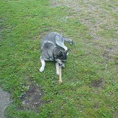Alaskan malamute Fie 
