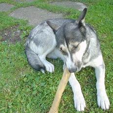 Alaskan malamute Fie 