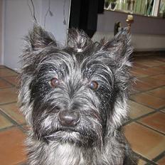 Cairn terrier Sylvester