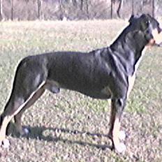 Amerikansk staffordshire terrier TAZ HOLM DANMARK