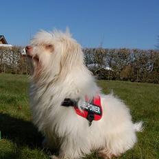 Coton de tulear Frida 