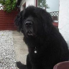 Newfoundlænder Djingo ***RIP 30.03.2006*