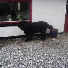 Newfoundlænder Djingo ***RIP 30.03.2006*