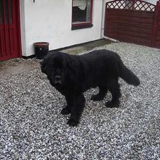 Newfoundlænder Djingo ***RIP 30.03.2006*