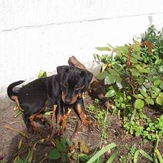 Tysk jagtterrier Uni-one