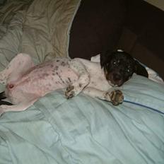 Dansk svensk gaardhund * Tulle Mus *