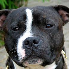 Staffordshire bull terrier roxystaff Milo