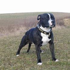 Staffordshire bull terrier roxystaff Milo