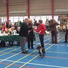 Staffordshire bull terrier roxystaff Milo