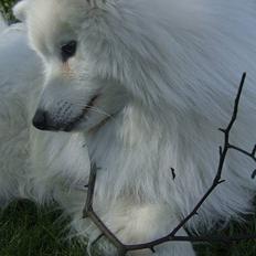 Japansk spids Inu-chibi amazing Kensei 