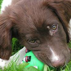 Kleiner münsterländer Basso