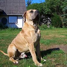 Boerboel Balder