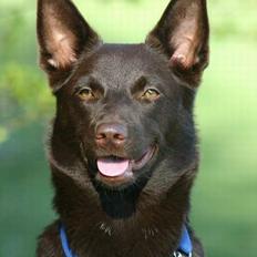Australsk kelpie Born To Work Brown Bellis