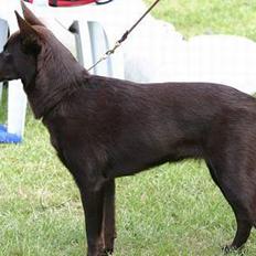Australsk kelpie Born To Work Brown Bellis