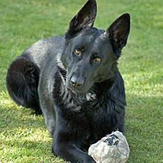 Schæferhund Freja (To-fast Daisy)