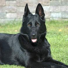Schæferhund Freja (To-fast Daisy)