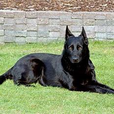 Schæferhund Freja (To-fast Daisy)