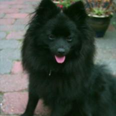 Pomeranian Fie *4-7-2004*