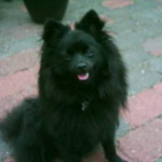 Pomeranian Fie *4-7-2004*