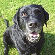 Labrador retriever Jodieburdon <'33 Død :'(