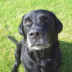 Labrador retriever Jodieburdon <'33 Død :'(