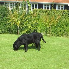 Labrador retriever Jodieburdon <'33 Død :'(