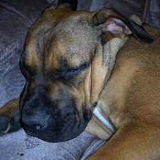 Boerboel Phoebe