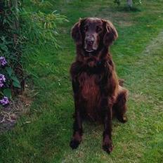 Flat coated retriever Sion(død)