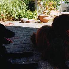 Flat coated retriever Sion(død)