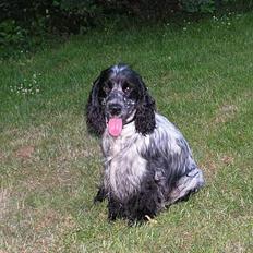 Cocker spaniel Balder