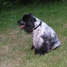 Cocker spaniel Balder