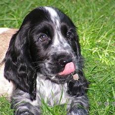 Cocker spaniel Buster