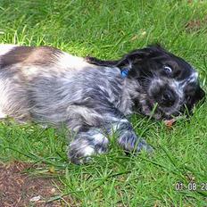 Cocker spaniel Buster