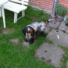 Cocker spaniel Balder