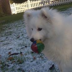 Japansk spids Inu-chibi amazing Kensei 