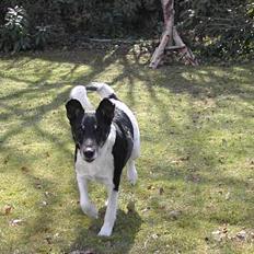 Engelsk foxhund Ludvig