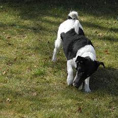 Engelsk foxhund Ludvig