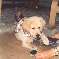 Labrador retriever Townsfield`s Jacky